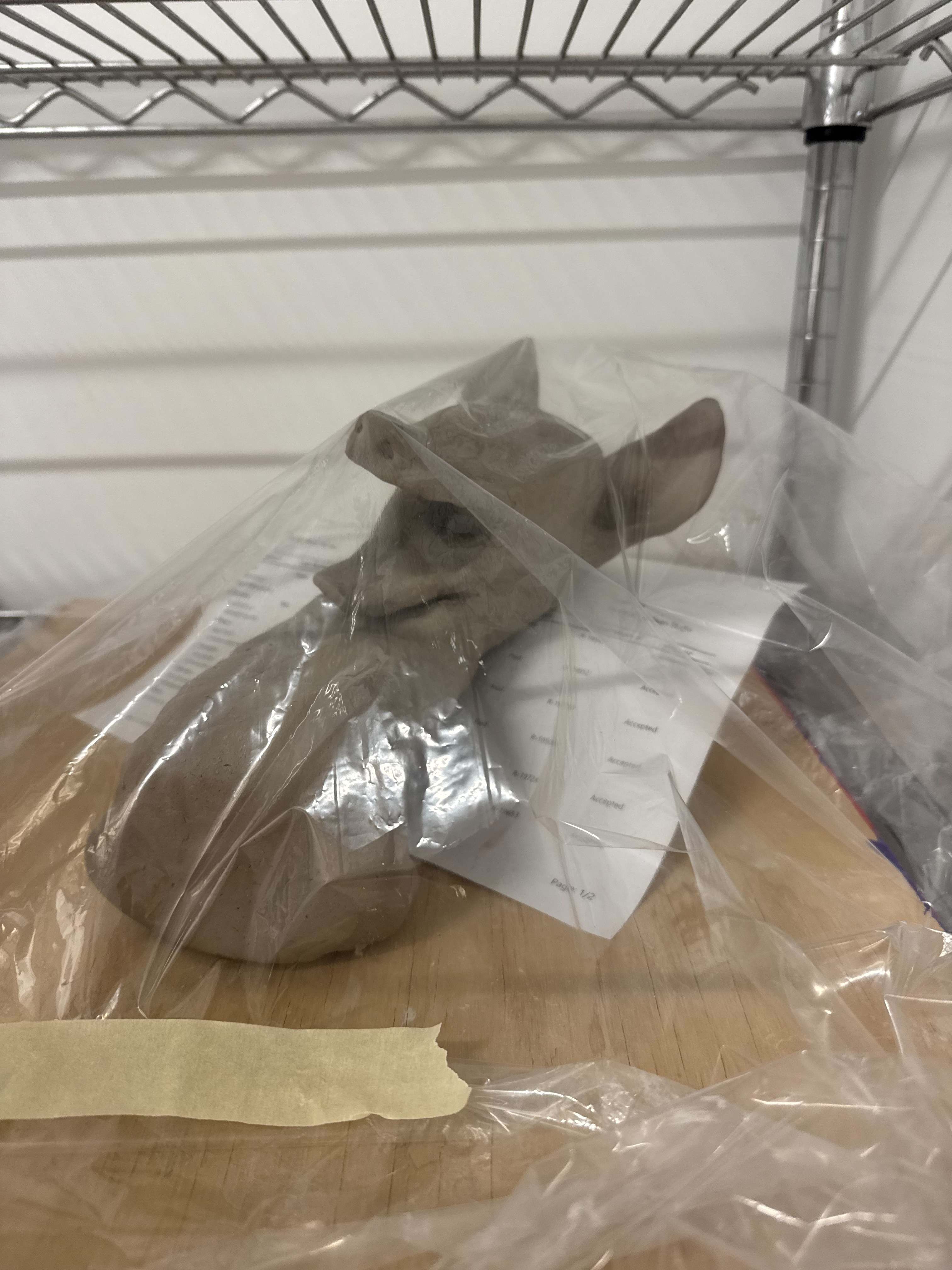 Image from The Coyote